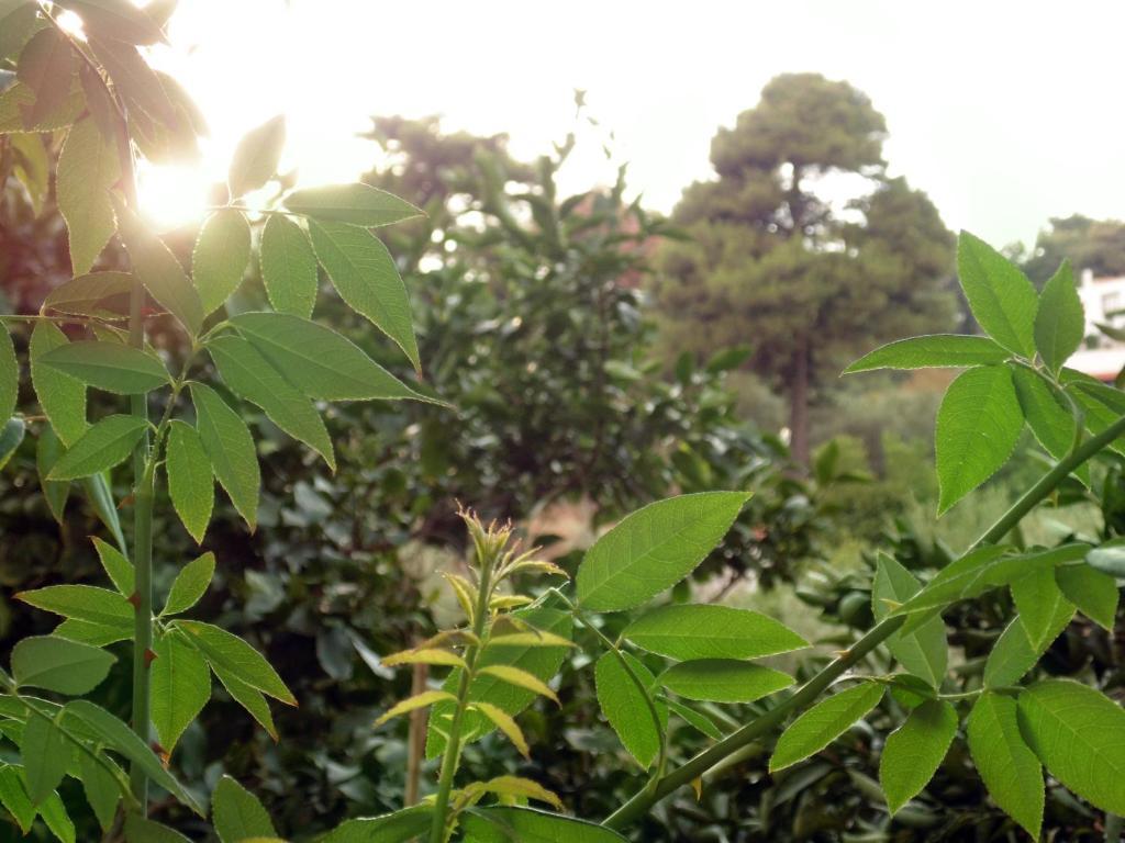 Villa Melini ปาติติริ ห้อง รูปภาพ